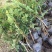 余甘果苗嫁接余甘果苗大玉牛甘果苗南北方种植果树苗带土包邮