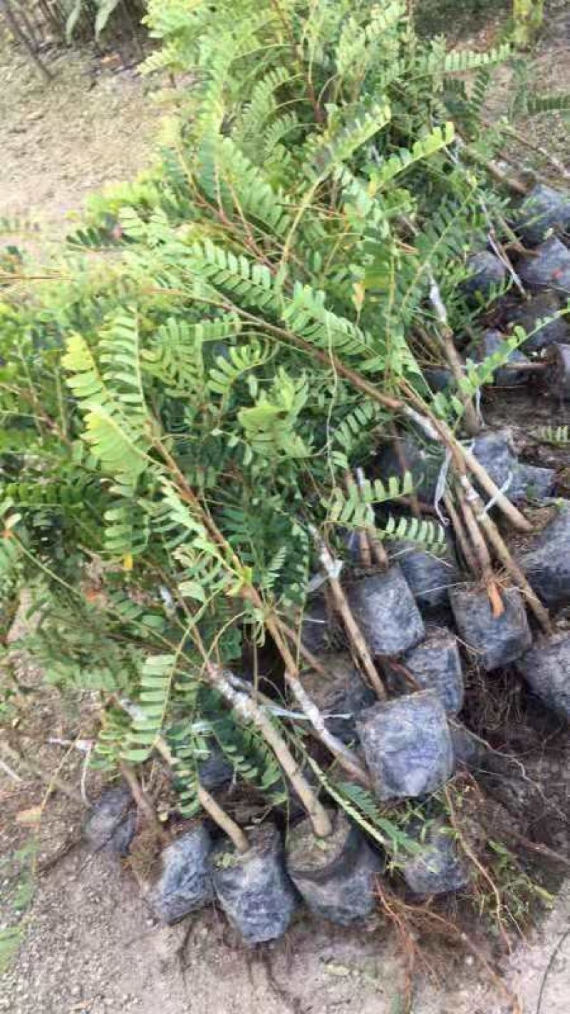 余甘果苗嫁接余甘果苗大玉牛甘果苗南北方种植果树苗带土包邮