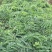 余甘果苗嫁接余甘果苗大玉牛甘果苗南北方种植果树苗带土包邮