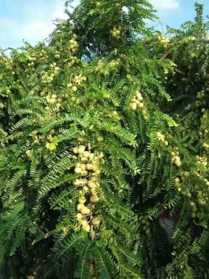 余甘果苗嫁接余甘果苗大玉牛甘果苗南北方种植果树苗带土包邮