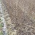 喜树小苗，落叶乔木，喜树小苗批发，九江喜树小苗