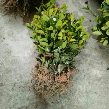 高产嫁接油茶苗两年裸根苗