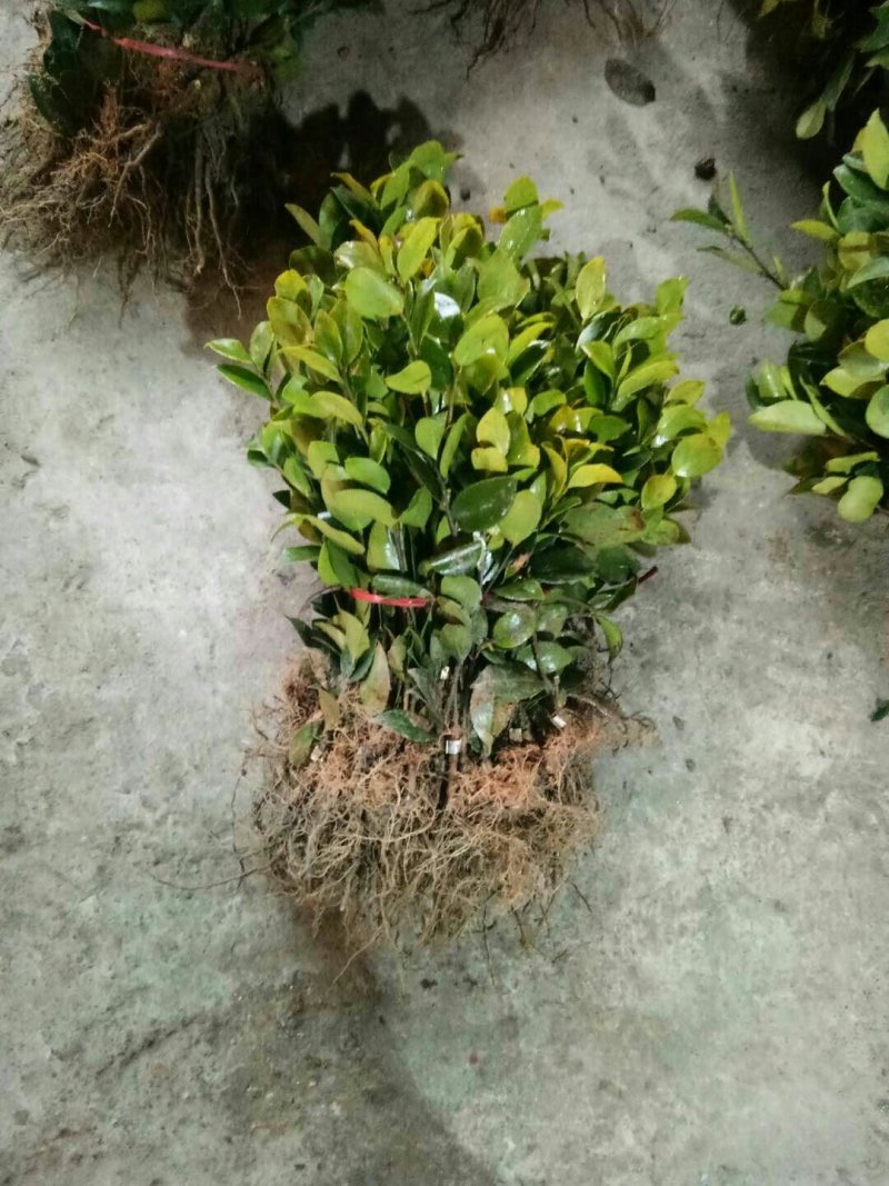 高产嫁接油茶苗两年裸根苗
