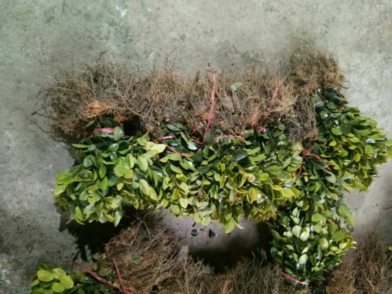 高产嫁接油茶苗两年裸根苗