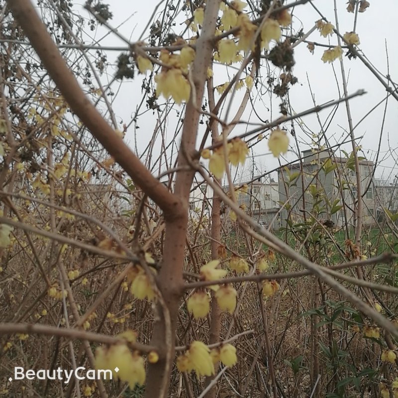 腊梅树