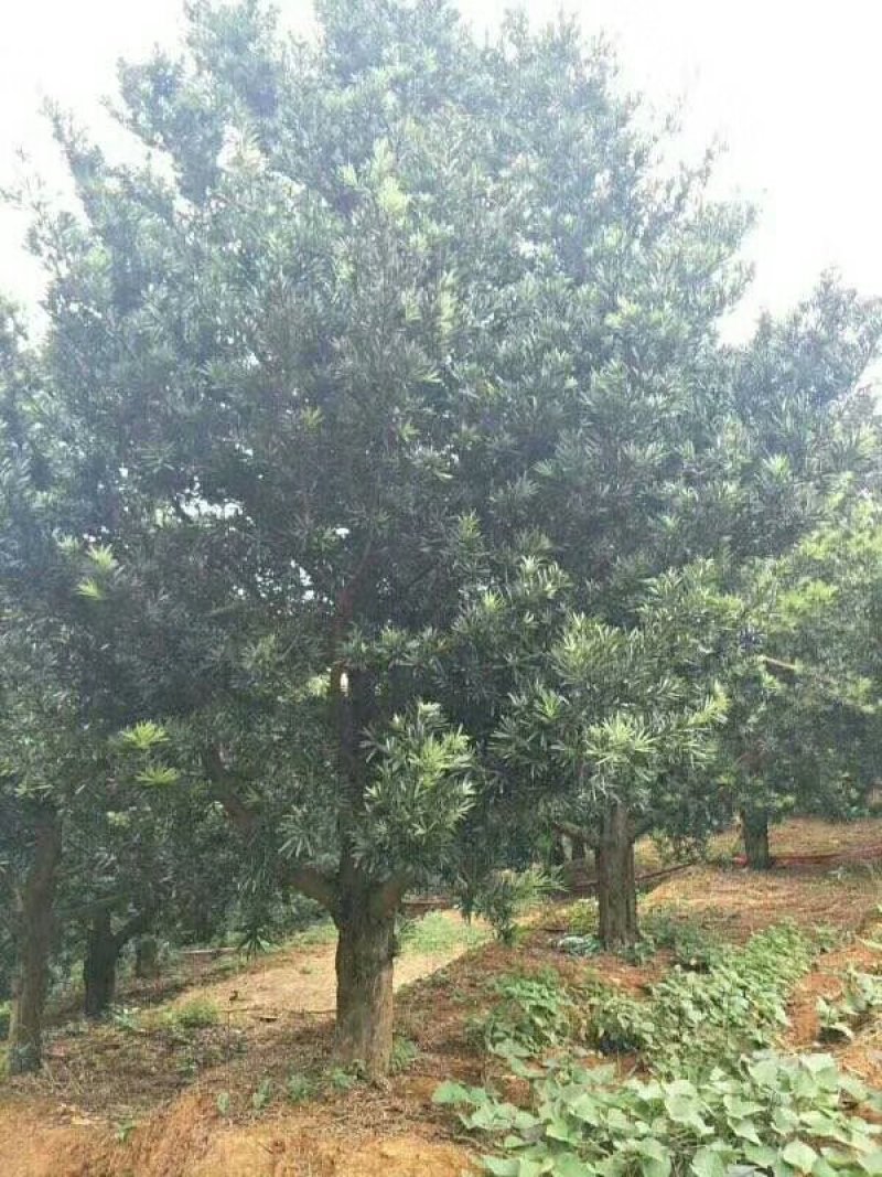 桂花树，苗圃直销八月桂花树及各种绿化苗木大小规格齐全