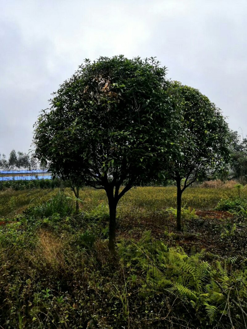 桂花树，苗圃直销八月桂花树及各种绿化苗木大小规格齐全
