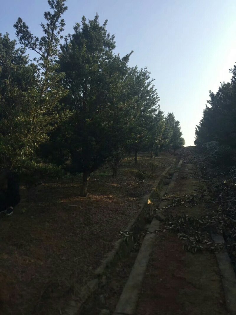 桂花树，苗圃直销八月桂花树及各种绿化苗木大小规格齐全