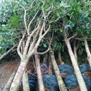 桂花树，苗圃直销八月桂花树及各种绿化苗木大小规格齐全