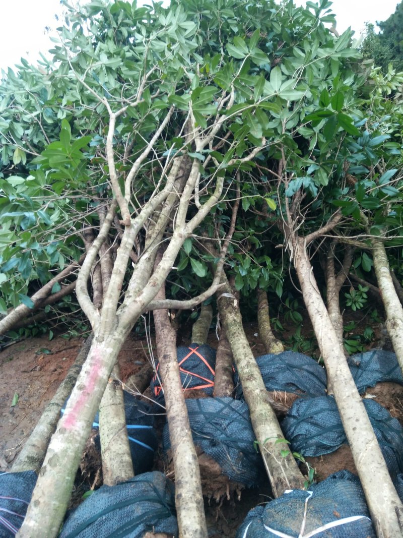 桂花树，苗圃直销八月桂花树及各种绿化苗木大小规格齐全