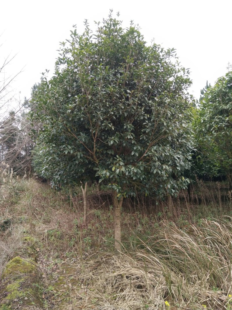 桂花树，苗圃直销八月桂花树及各种绿化苗木大小规格齐全