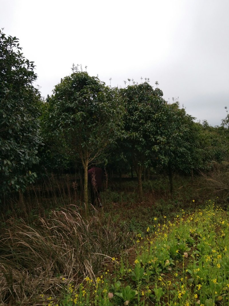 桂花树，苗圃直销八月桂花树及各种绿化苗木大小规格齐全