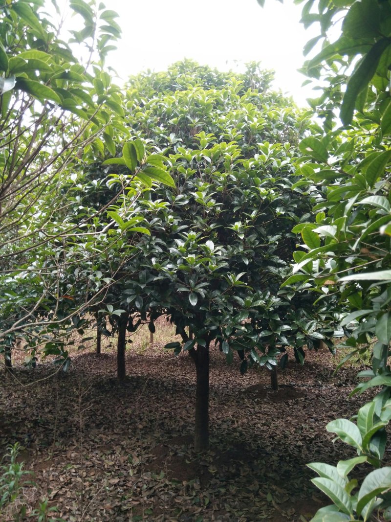 桂花树，苗圃直销八月桂花树及各种绿化苗木大小规格齐全