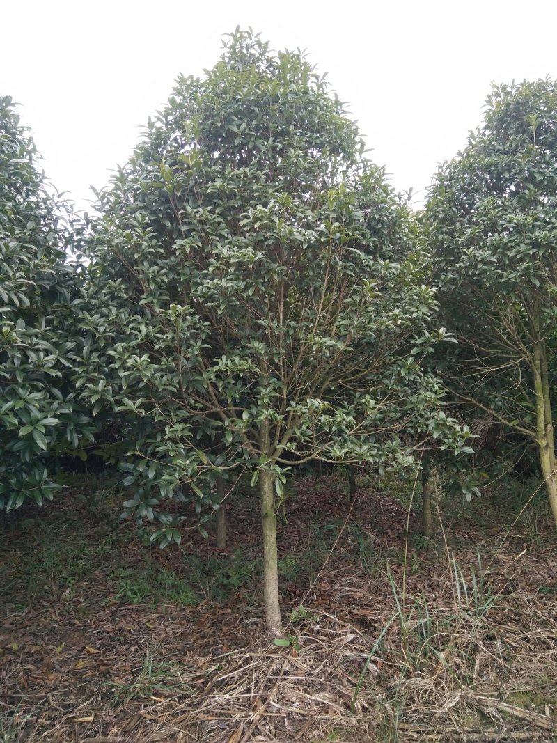 桂花树，苗圃直销八月桂花树及各种绿化苗木大小规格齐全