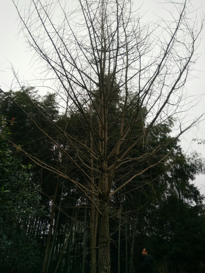 桂花树，苗圃直销八月桂花树及各种绿化苗木大小规格齐全