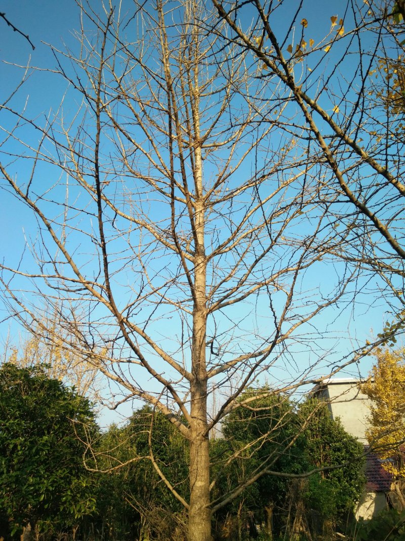 桂花树，苗圃直销八月桂花树及各种绿化苗木大小规格齐全