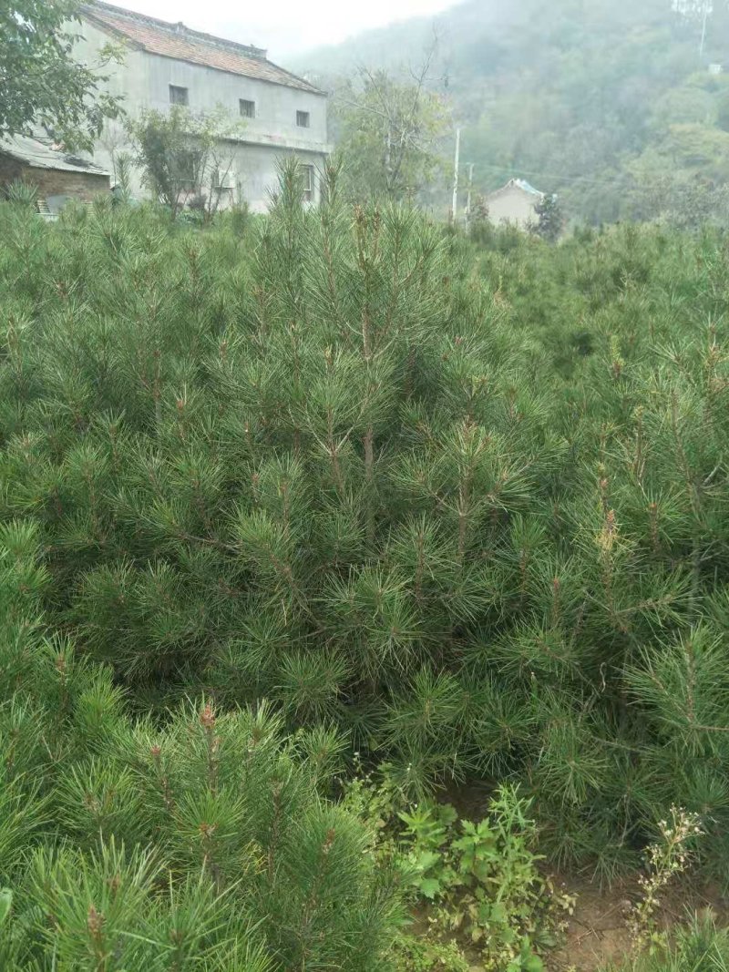 白皮松一米～一米五