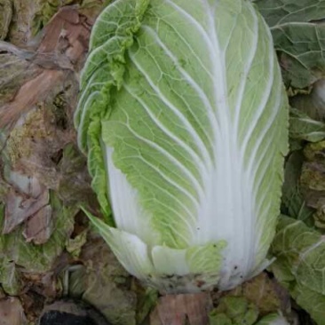 黄心菜