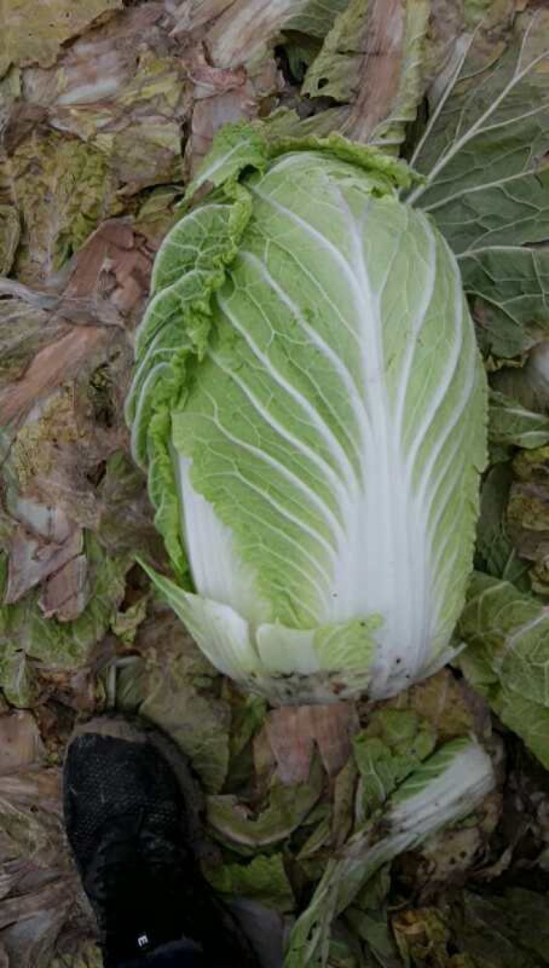 黄心菜