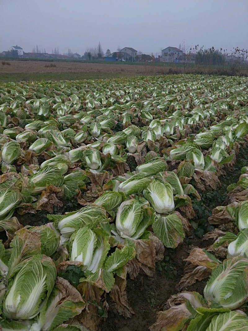 黄心菜
