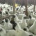 白凤乌骨鸡竹丝鸡苗土鸡苗