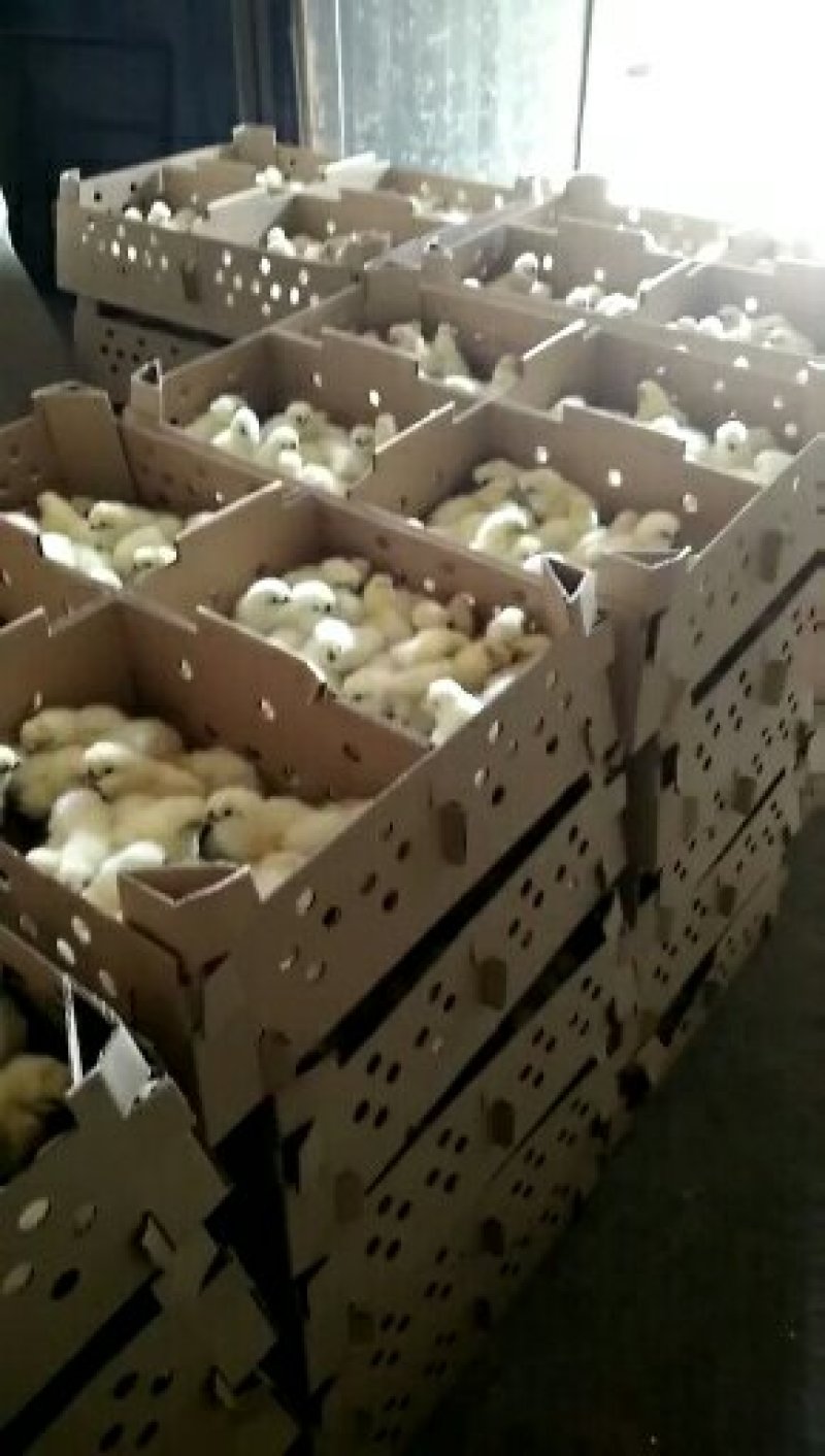 白凤乌骨鸡竹丝鸡苗土鸡苗