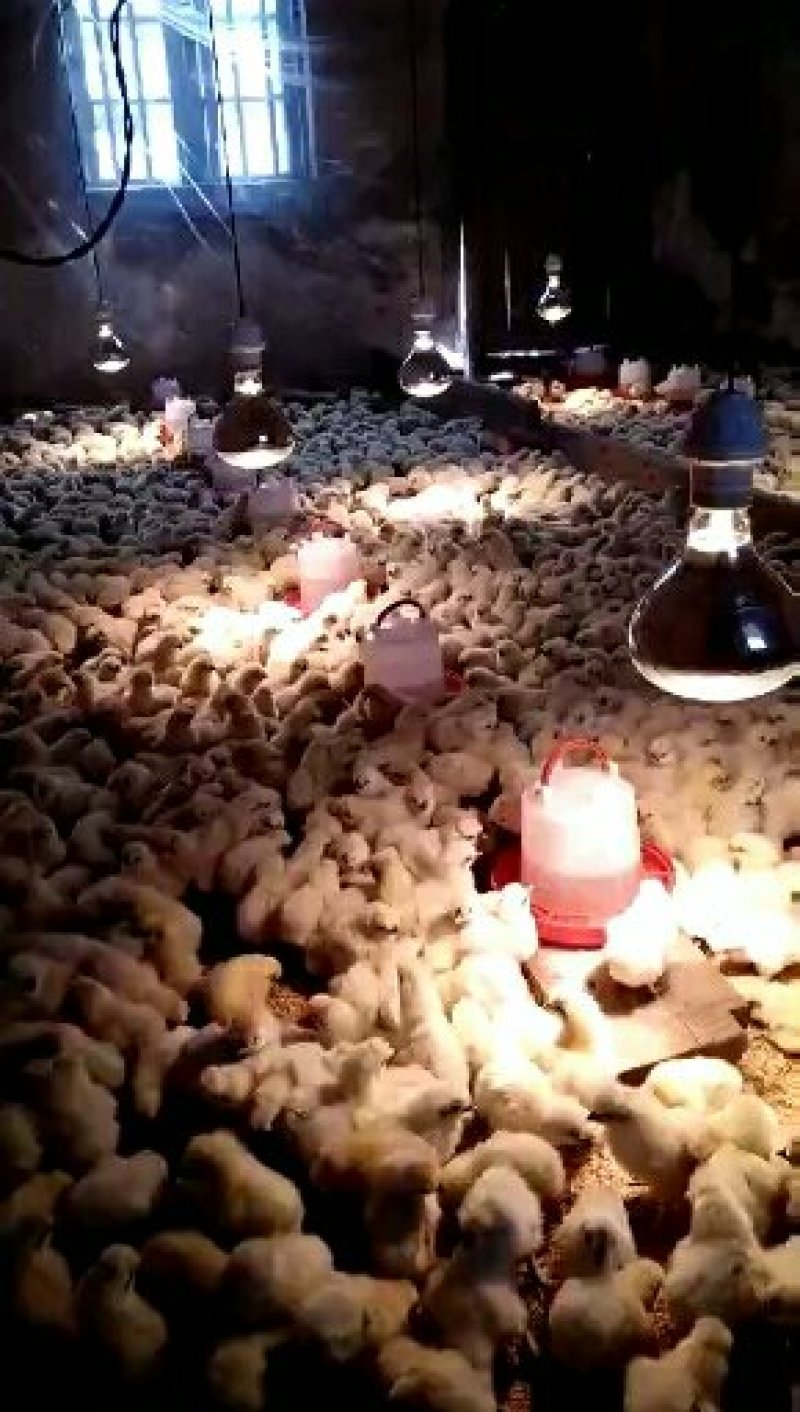 白凤乌骨鸡竹丝鸡苗土鸡苗