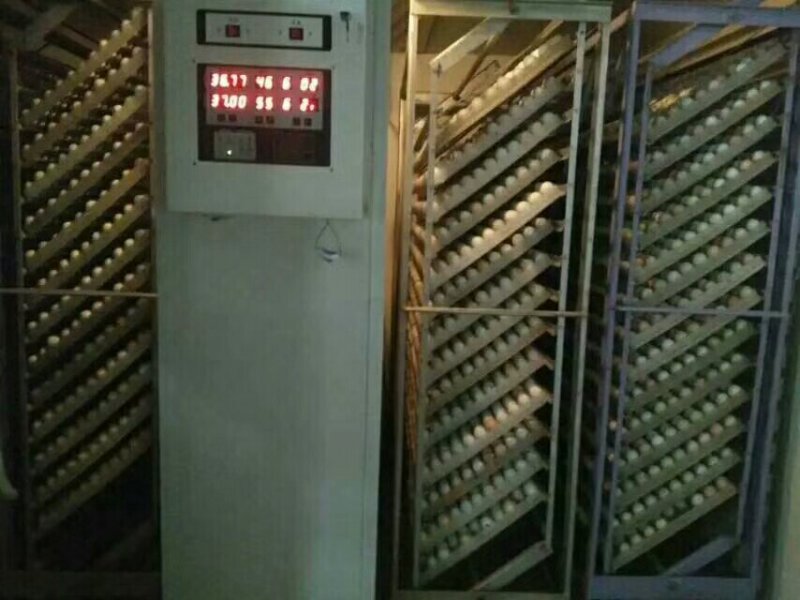 白凤乌骨鸡竹丝鸡苗土鸡苗