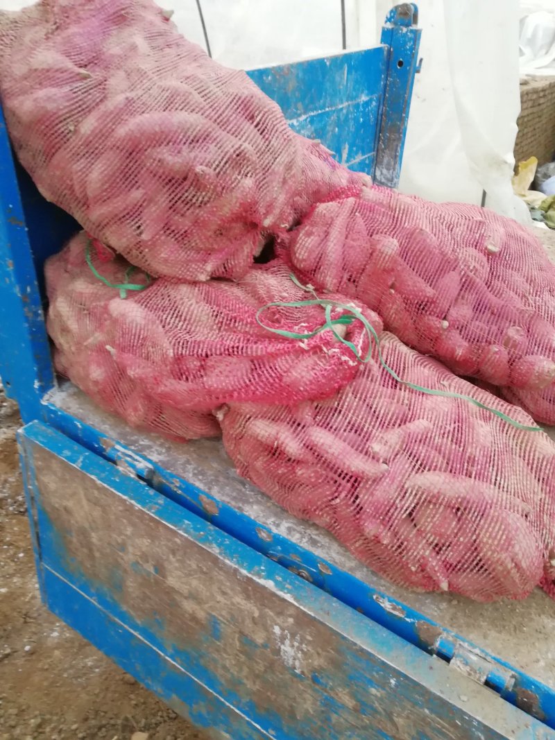 商薯19红薯种
