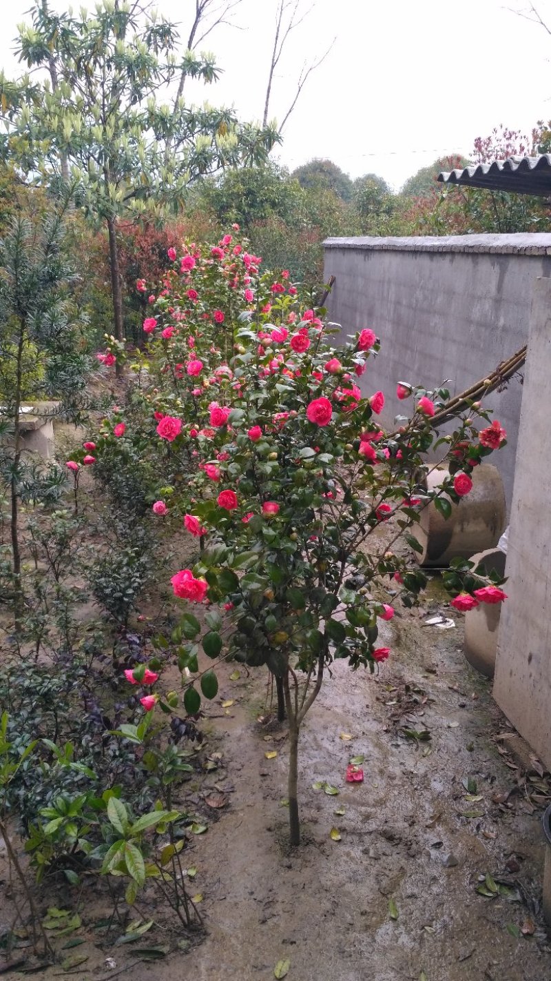 茶花苗山茶花山茶苗茶花树苗自产自销批发价