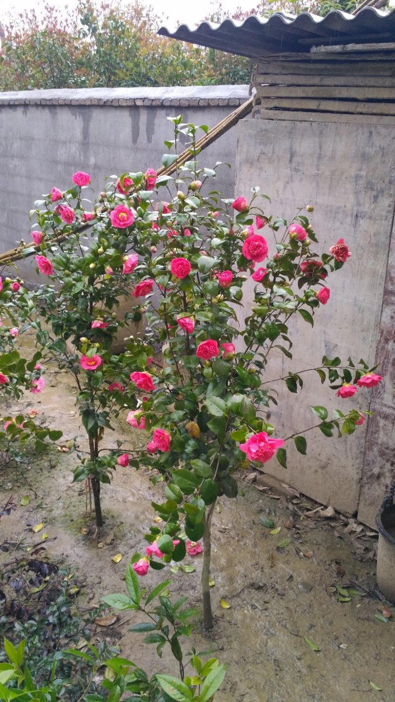 茶花苗茶花树苗山茶花自产自销批发价