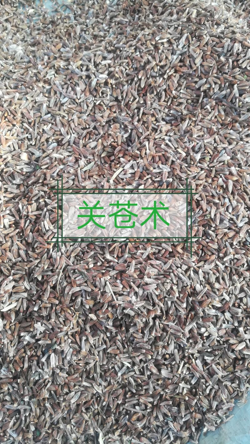 关苍术种子（苗）枪头菜，纯本地野生繁育地道药材！