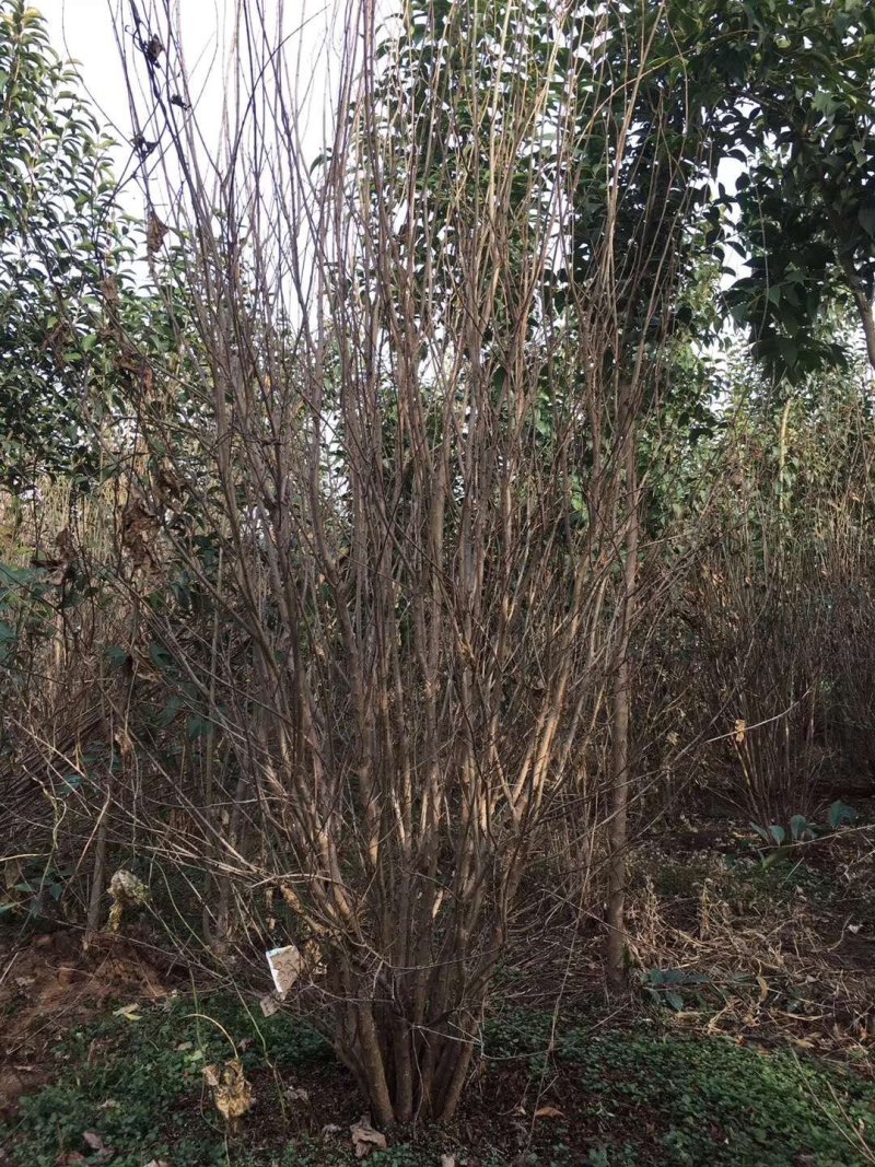 花石榴苗实生苗80cm以上