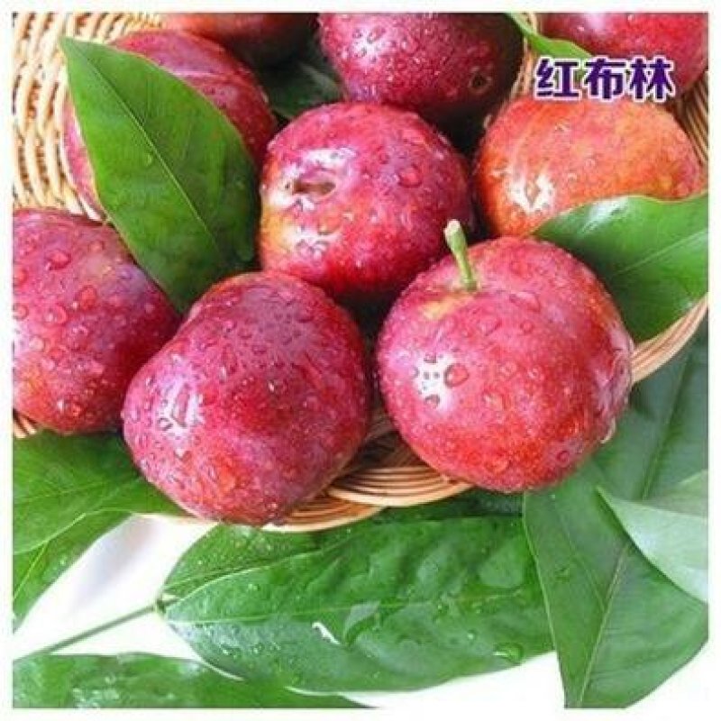 李子苗各种规格