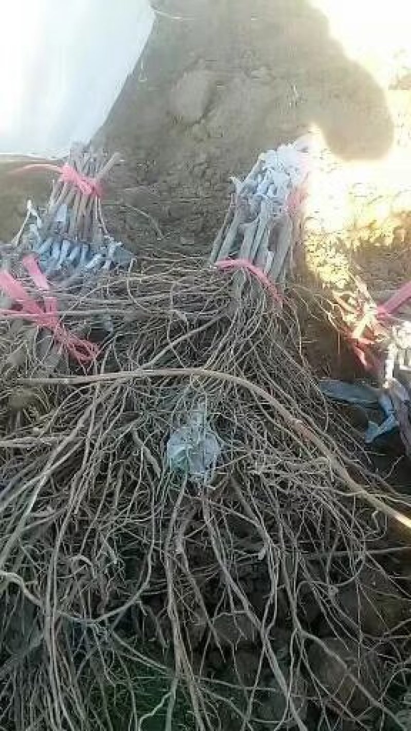 葡萄苗基地直销保证质量品系免费技术咨询种植规划