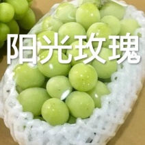 葡萄苗基地直销保证质量品系免费技术咨询种植规划
