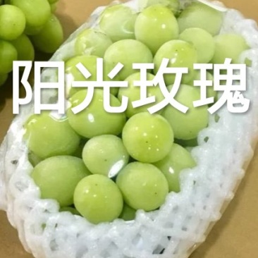 葡萄苗基地直销保证质量品系免费技术咨询种植规划