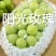 葡萄苗基地直销保证质量品系免费技术咨询种植规划