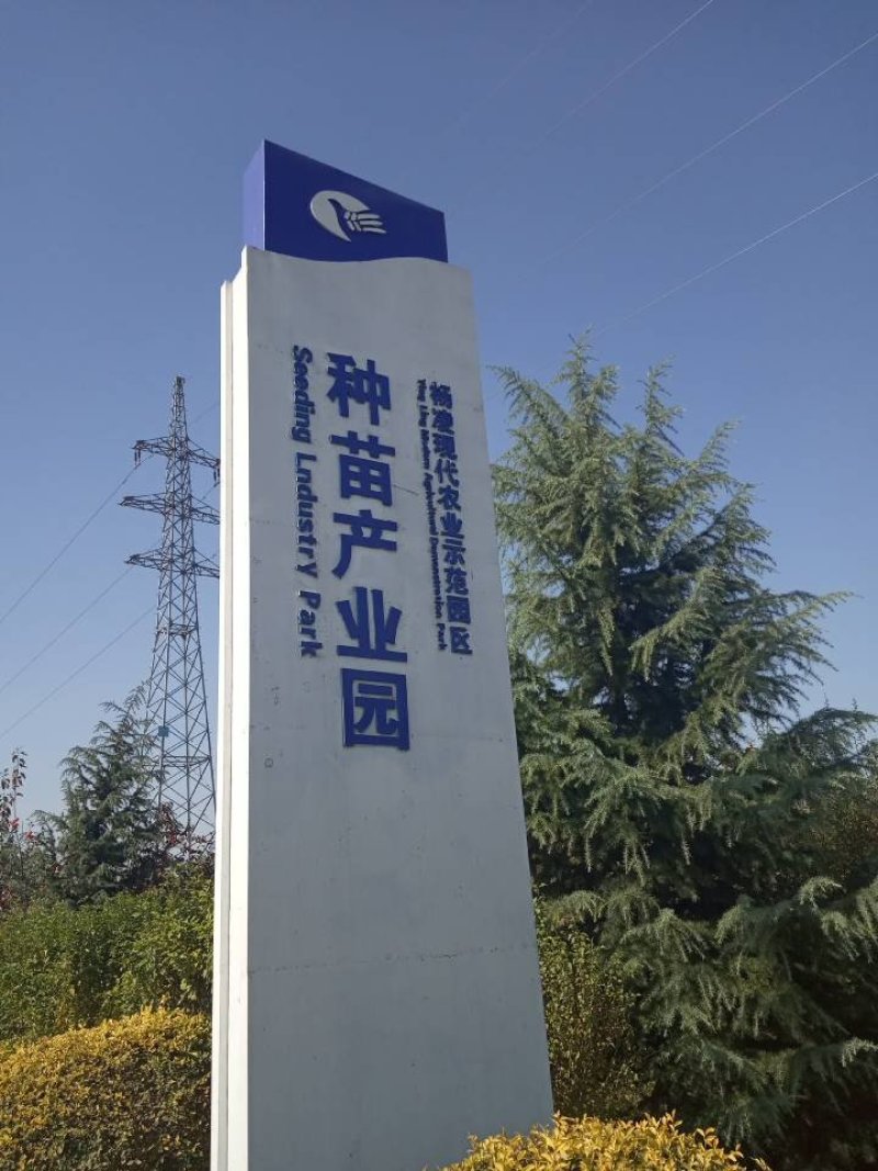 葡萄苗基地直销保证质量品系免费技术咨询种植规划