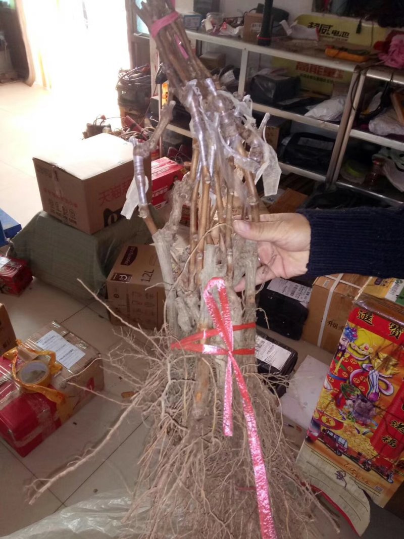 葡萄苗基地直销保证质量品系免费技术咨询种植规划