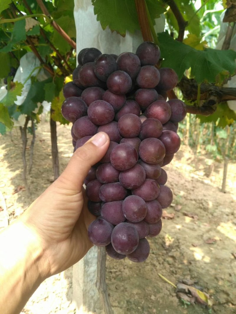 葡萄苗基地直销保证质量品系免费技术咨询种植规划