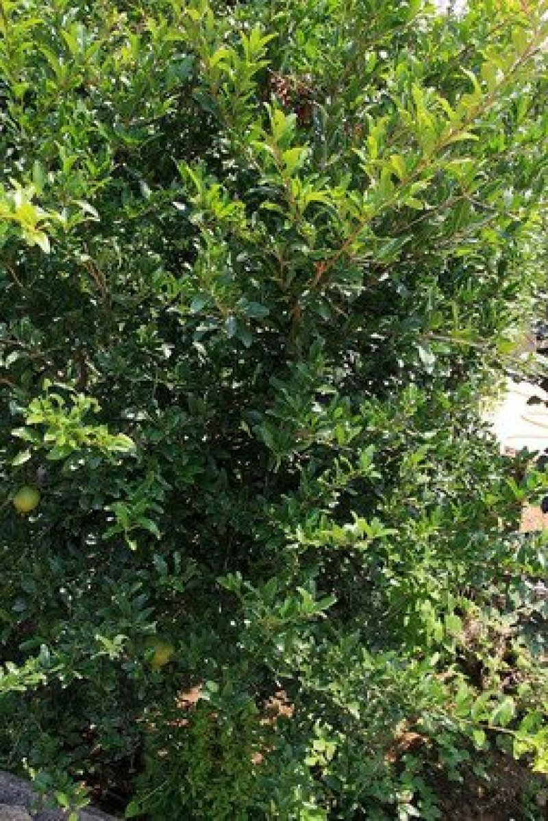 泰山红石榴树，突尼斯软籽石榴