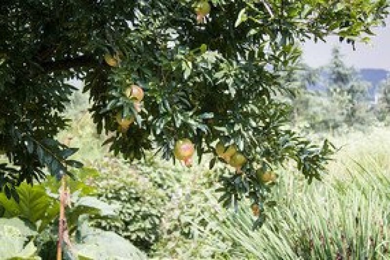 泰山红石榴树，突尼斯软籽石榴
