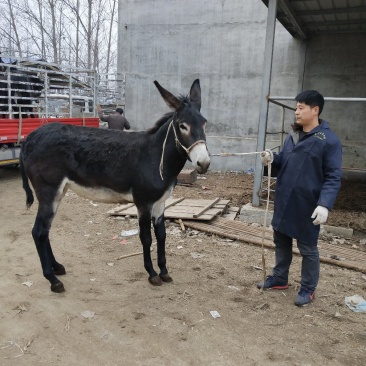 德州毛驴