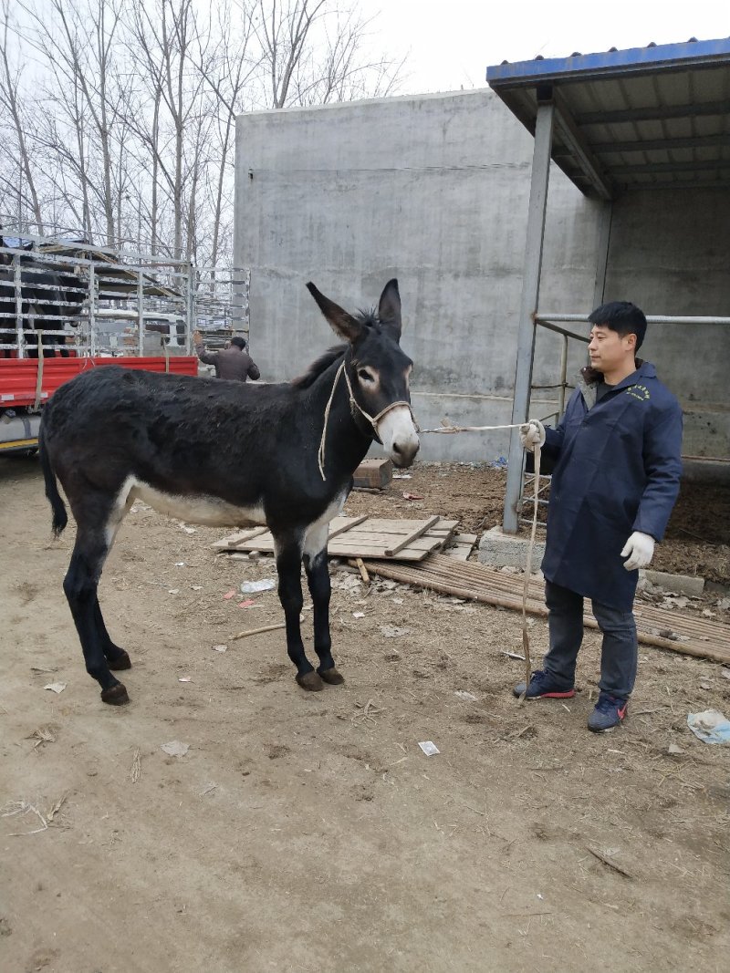 德州毛驴