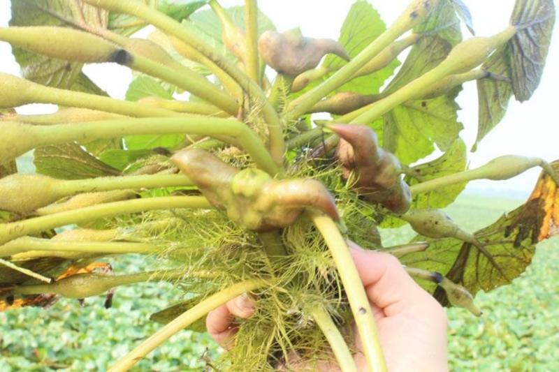 高产老菱角种子四季水生植物菱角苗高产大菱角种子