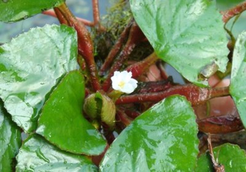 高产老菱角种子四季水生植物菱角苗高产大菱角种子