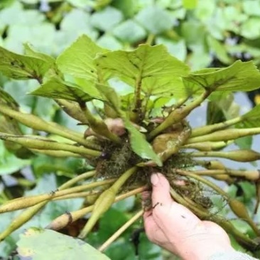 青菱角种子菱角苗高产红菱角红菱角苗水生植物