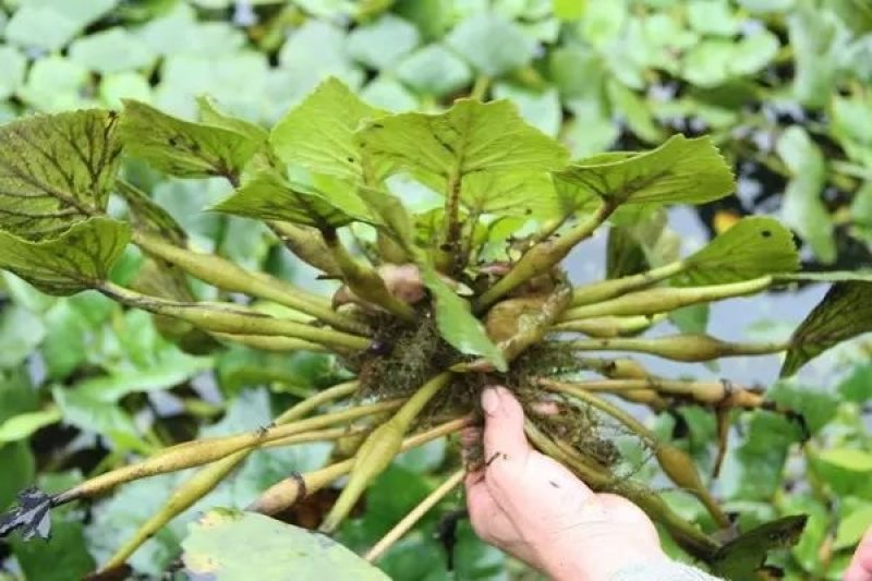 青菱角种子菱角苗高产红菱角红菱角苗水生植物