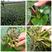 高产老菱角种子四季水生植物菱角苗高产大菱角种子